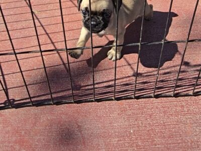 Puppie