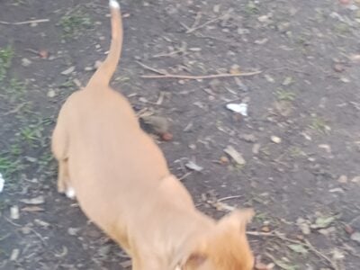 Pitbull terrier yellow male