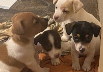 JRT Shorties