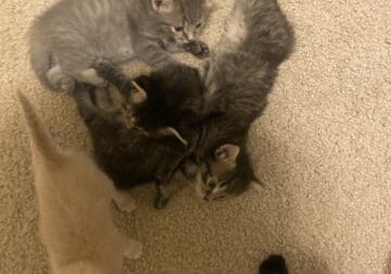5 Kittens and mother