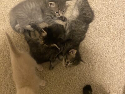 3 Kittens for sale!!!