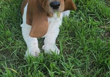Beautiful Female Basset Hound Ready NOW