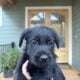 Labrador Puppies for Sale