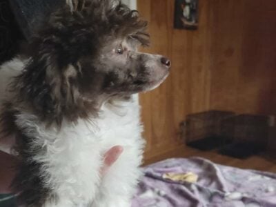 Candy – female toy poodle