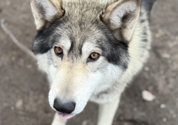 Midcontent Wolfdog Male