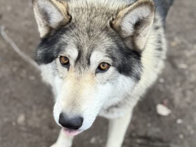 Midcontent Wolfdog Male