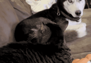 Purebred Husky