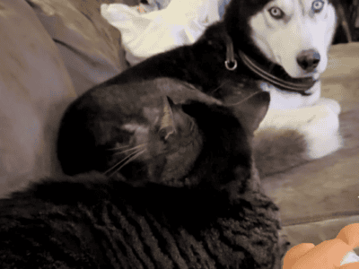Purebred Husky