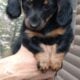 PUREBRED FEMALE Blk/Tan Miniature Dachshund PUPPY