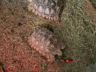Two handsome 5yr old sulcata males up for grabs!