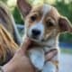 Pembroke Welsh Corgi