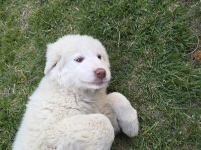 Pyrenees Puppies