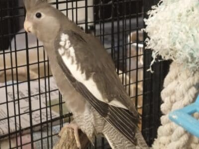 1 dna’d female Whiteface cockatiel baby for sale