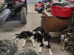 Looking for good home for 3 border Collie puppies.