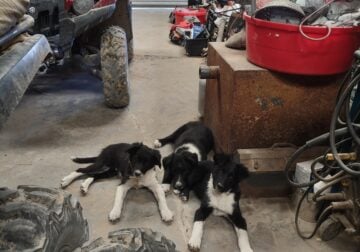 Looking for good home for 3 border Collie puppies.