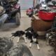 Looking for good home for 3 border Collie puppies.