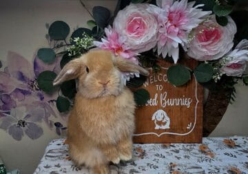 Chocolate fox doe Holland lop