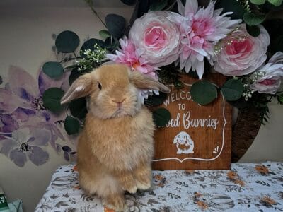 Chocolate fox doe Holland lop