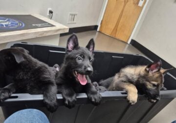 German Shepherd – All Black