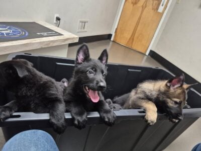German Shepherd – All Black