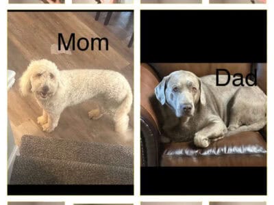 Labradoodles puppies for sale born 2/23/25