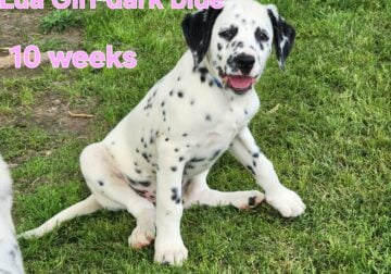 Lua Girl Dalmatian-Dark Blue