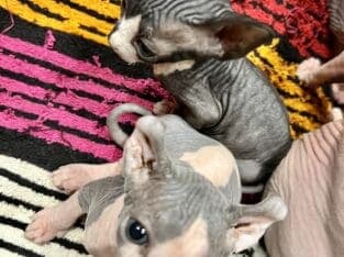TiCA Sphynx purebred kittens