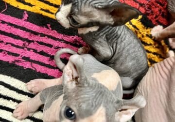 TiCA Sphynx purebred kittens