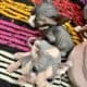 TiCA Sphynx purebred kittens