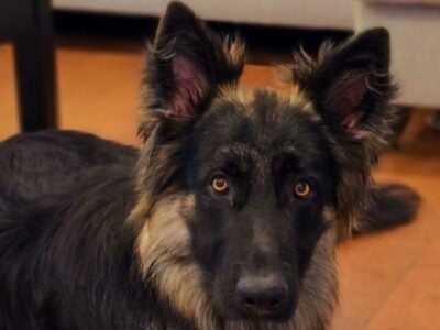 German sheperd Loving playful purebred