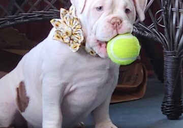 American Bully Exotic pocket ABR