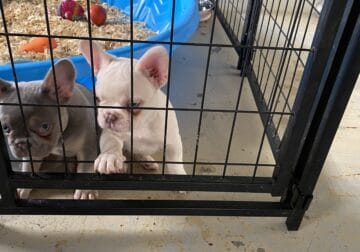 French Bulldog Puppy