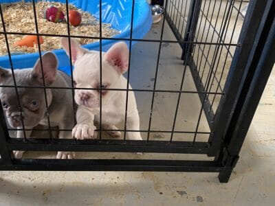French Bulldog Puppy