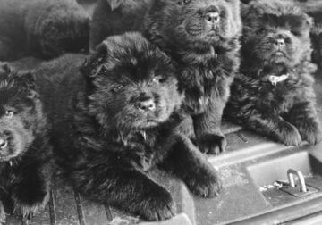 Chow chow puppies