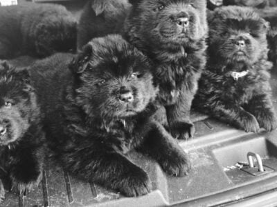 Chow chow puppies