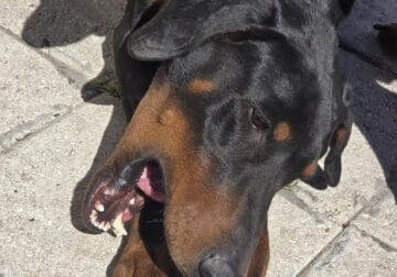 Dobermans