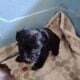 Schnoodle puppies