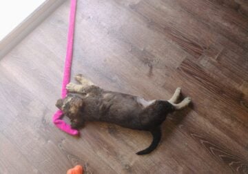 F3 & F4 labradoodles puppies full breeded