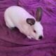 Free to Good Home – Bunnies Must Stay Together