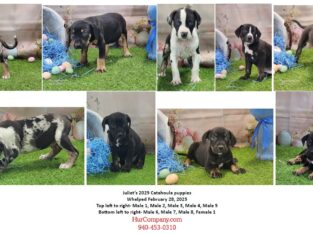 Juliet’s 2025 Catahoula puppies