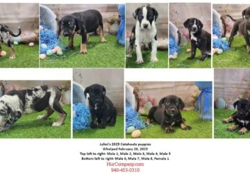 Juliet’s 2025 Catahoula puppies