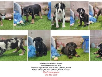 Juliet’s 2025 Catahoula puppies