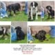 Juliet’s 2025 Catahoula puppies