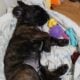 YAHanah – 6 mo Fluffy Frenchie