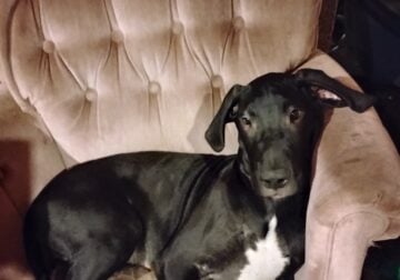 Pure breed great dane