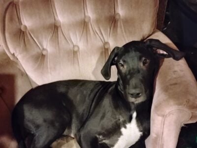 Pure breed great dane