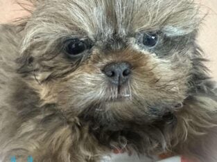 Blue male Shih Tzu