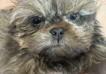 Blue male Shih Tzu