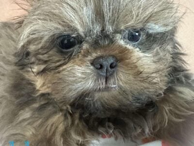 Blue male Shih Tzu