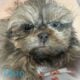 Blue male Shih Tzu